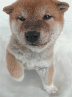 Japanese Shiba Puppy Pictures