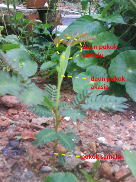 Zarif Food Industry: pokok ajaib (miracle tree)