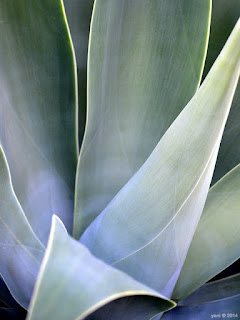 grey succulent