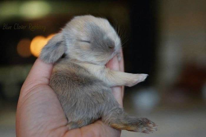 fluffy bunny, fluffy rabbit, bunny fluffy, fluffy bunnies, fluffy rabbits, rabbit fluffy