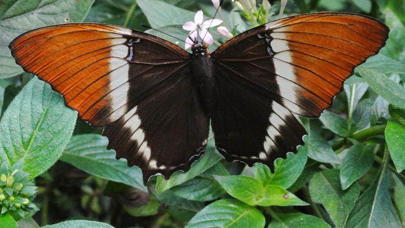 Mariposa