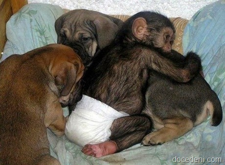 macaco e cadela2