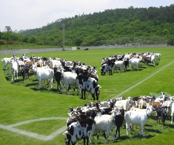 Some goats eating the grass of the football fields
