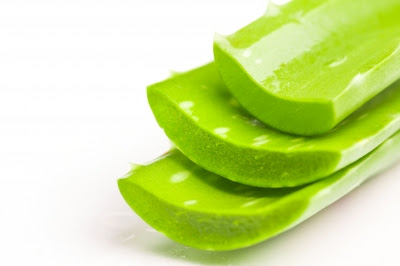 Lidah buaya atau aloe vera