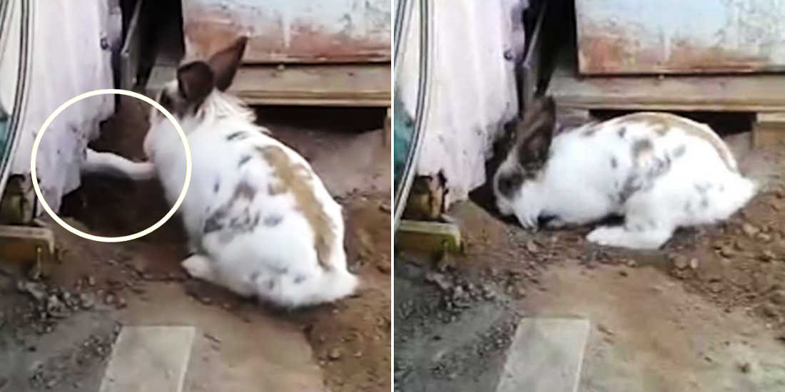 Meet Chasky The Bunny And Pelu The Cat, Two Inseparable Friends