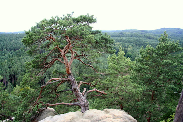 Daubaer Schweiz (Dubské Švýcarsko)