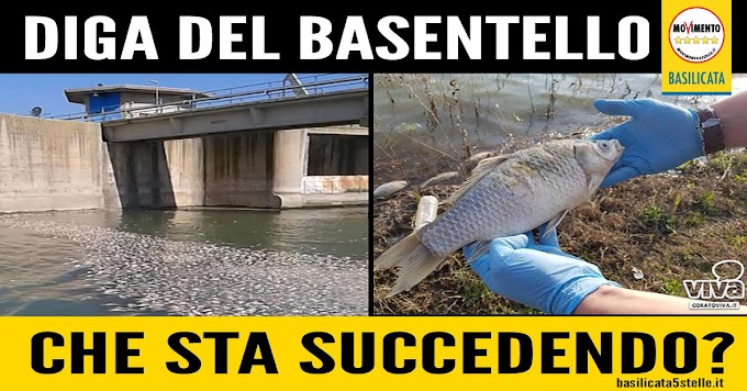 "Moria di pesci alla diga del Basentello: fare subito chiarezza"