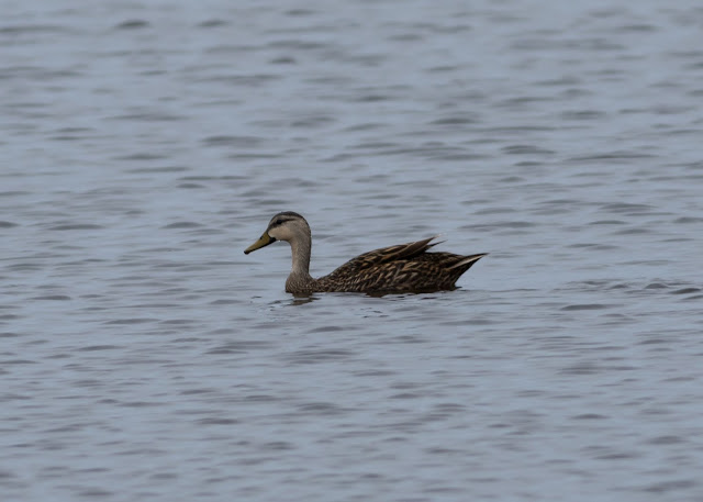 Mottled Duck - Merritt Island, Florida