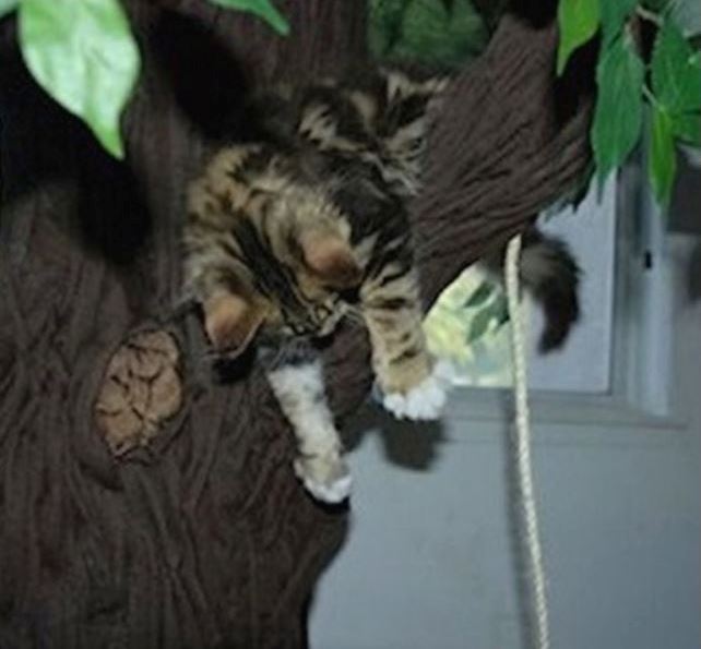 Maine Coon Cat Trees