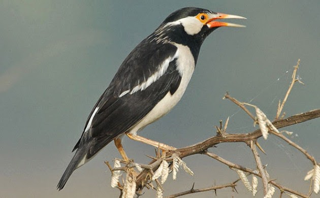 Cara Merawat Burung Jalak Suren  Agar Cepat Gacor Bunyi Tips Merawat Burung  Dan Harga Burung 