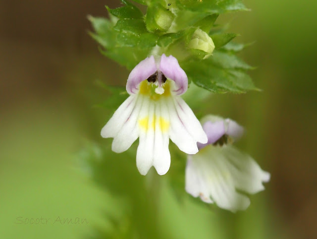 Euphrasia maximowiczii