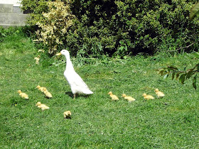 funny animals, duck and her ducklings