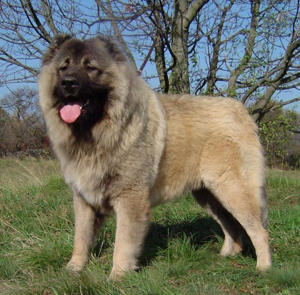 All Dog Breed Information: Caucasian Mountain Dog