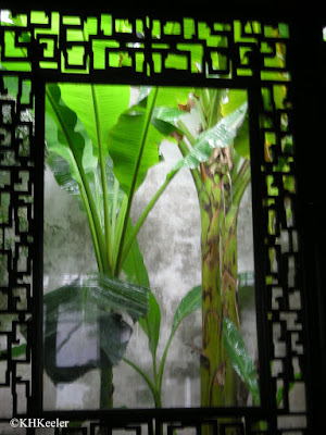 Banana plants, through the window of a Chinese garden