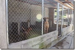 Albergue canino