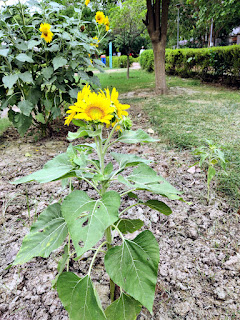 Sunflower plant