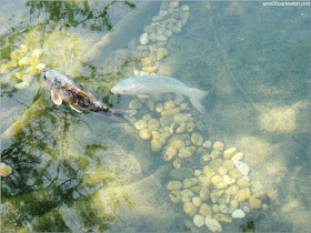 Jardín Japonés del Jardín Botánico de Montreal: Carpas Koi en el Lago 