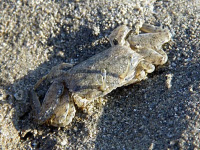 Sentinel Crab (Macrophthalmus sp.)