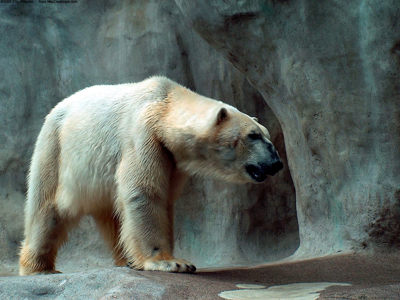 Polar Bear HD Wallpapers