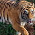 Konflik Manusia dengan Harimau di Riau Sepanjang 2020
