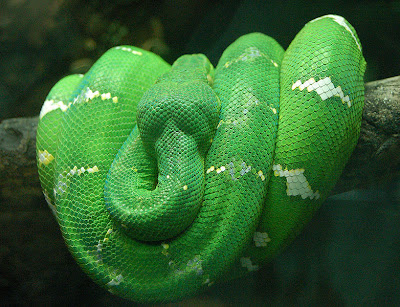 The most colorful Emerald Tree Boa