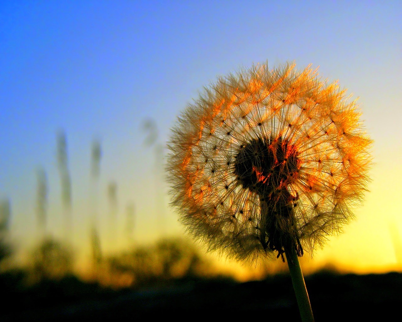 Anonymous But Meaningful Tak Apa Bila Aku Seperti Dandelion Dan