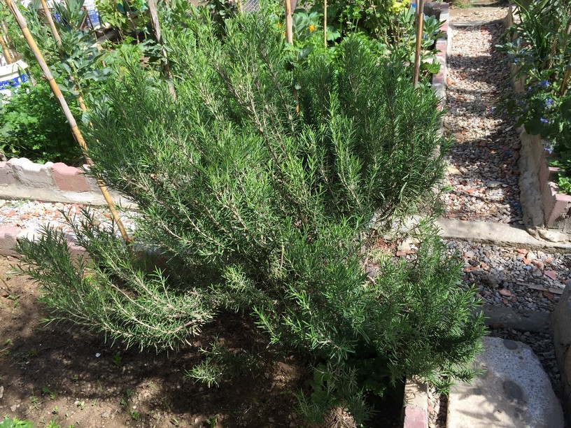 Rosemary is the common name for a woody, perennial herbaceous plant, Rosmarinus officinalis, characterized by fragrant, evergreen needle-like leaves and tiny, clustered, light blue, violet, pink, or white flowers.