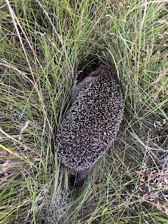 Hedgehog hiding in Lotte's yard