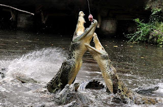Crocodiles Pictures