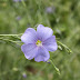 Flax Flowers Pictures