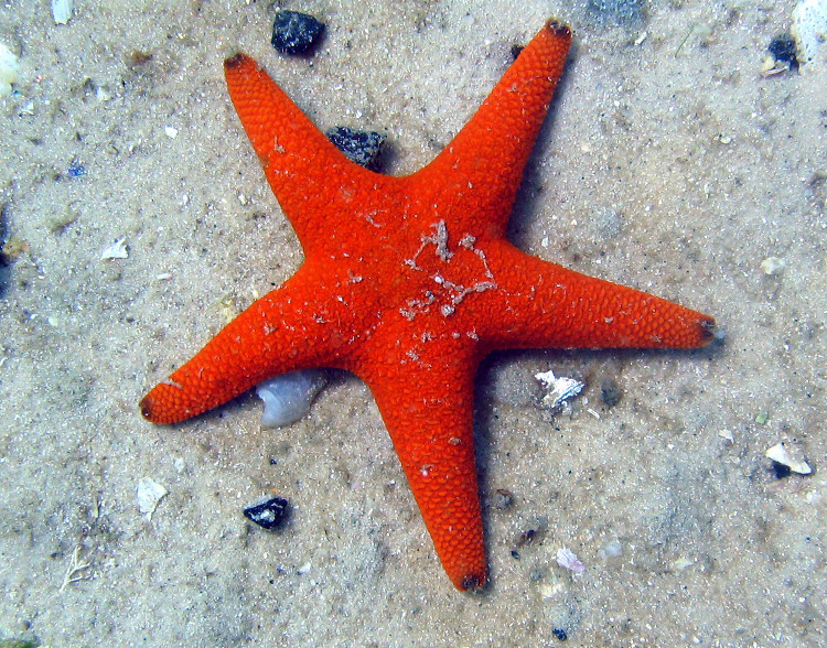 Under The Sea Bintang laut kalo di kartun namanya 