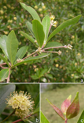 arboles nativos Palo amarillo Terminalia australis