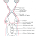 Inferior colliculus