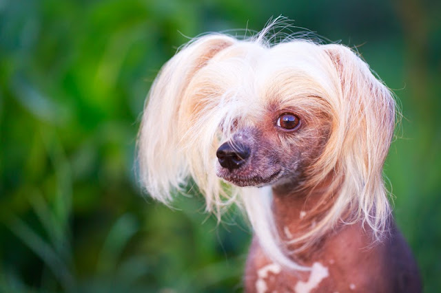 A thoughtful Chinese Crested dog against the greenery in the park