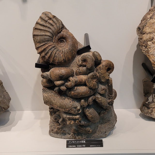 A photo of a single piece of rock that appears to be a cluster of several different ammonites.