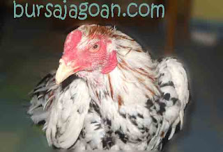 jual ayam vietnam saigon