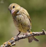 verderón común​ (Chloris chloris)​