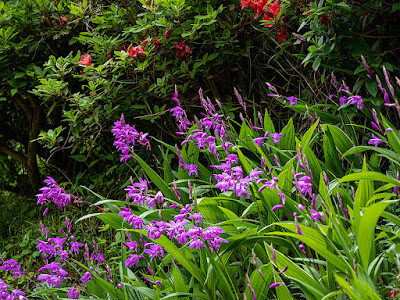 Shiran (Hyacinth orchid) flowers: Kencho-ji