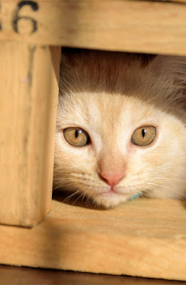 Three important choices to give your dog or cat. Photo shows kitten hiding