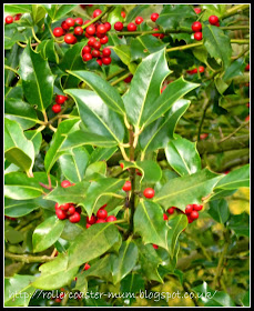 holly berries for Christmas