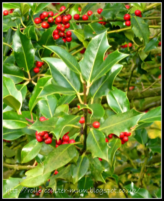 holly berries for Christmas