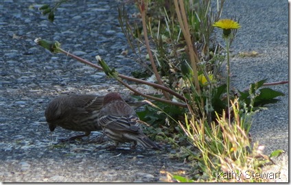 Purple Finch eating dandelion seeds