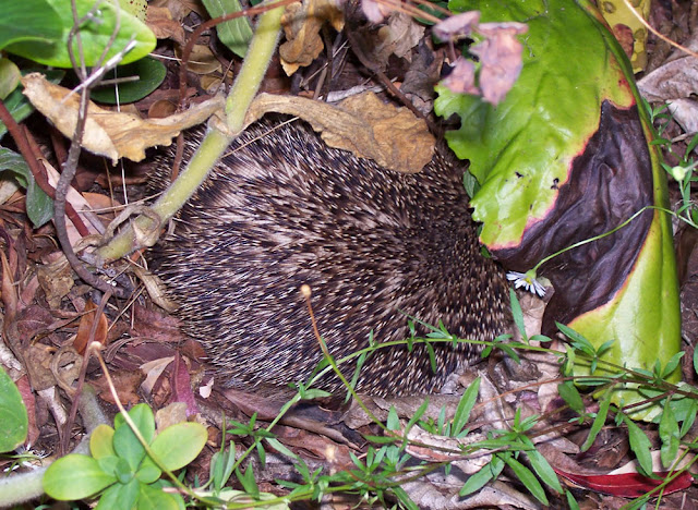 The hedgehog on the right.