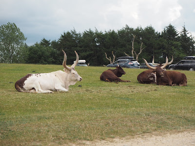 givskud zoo