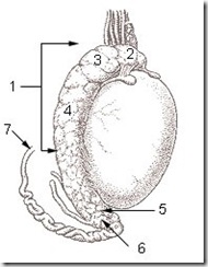 Testis_2