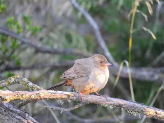 California Towhee in the marshlands of the SF Bay