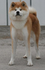 raza Akita Inu, perro Akita Inu, Akita Inu, cuidados Akita Inu, mascota Akita Inu