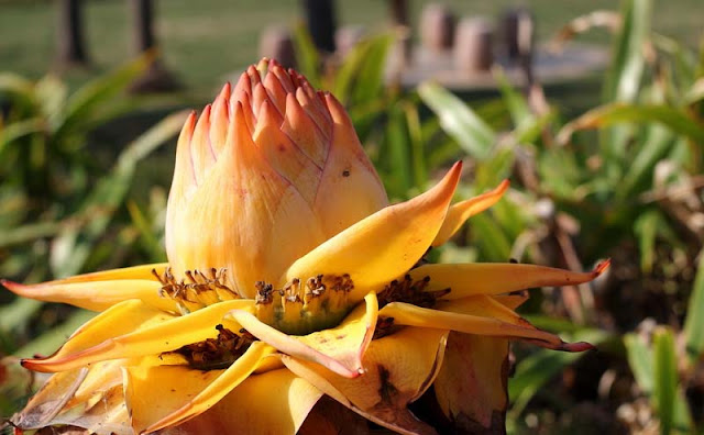 Chinese Yellow Banana Flowers Pictures