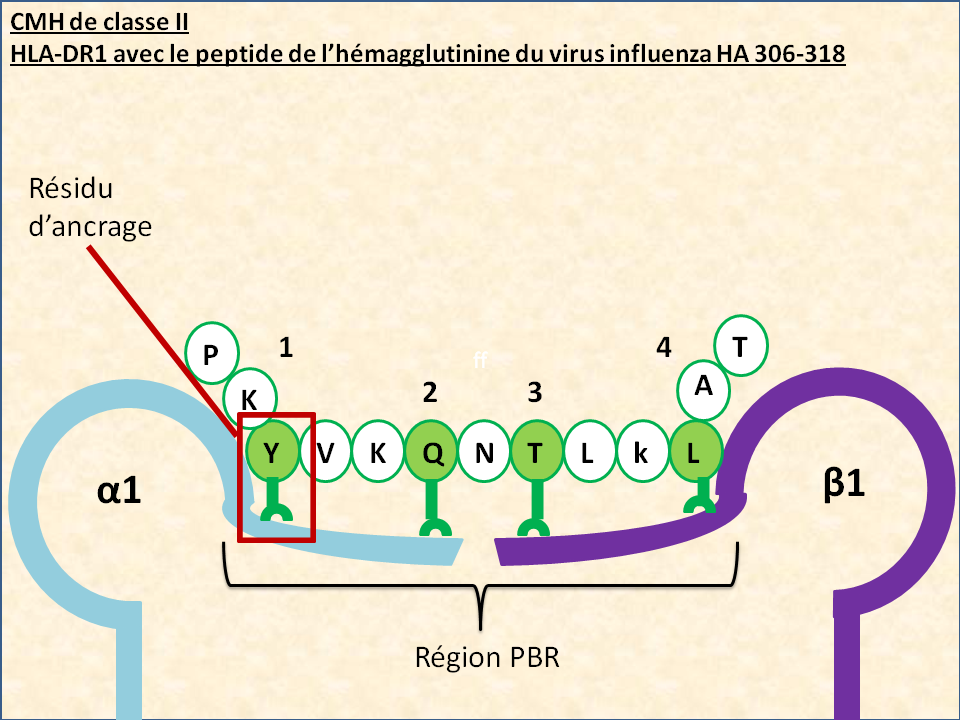 Structure du CMH