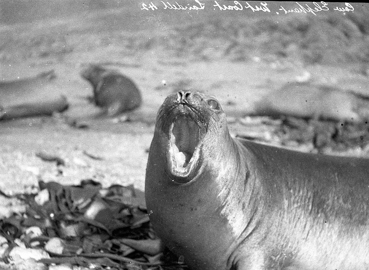 27 Rare Pictures of the First Australasian Expedition to Antarctica in 1911